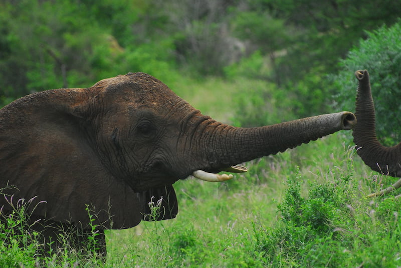 Two elephants reaching out to symbolise contact